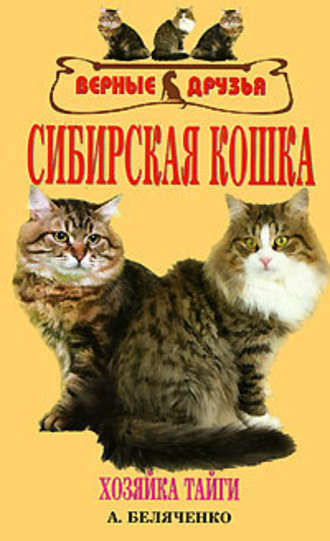 Андрей Беляченко. Сибирская кошка