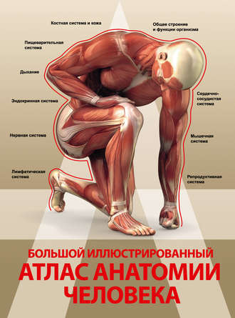 А. А. Спектор. Большой иллюстрированный атлас анатомии человека