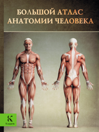 Винсент Перез. Большой атлас анатомии человека