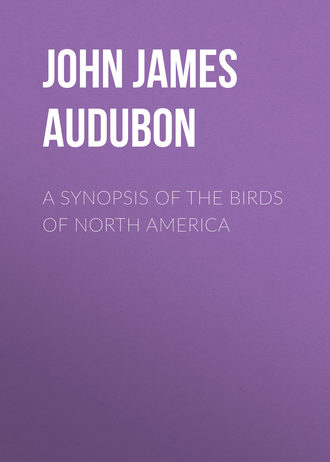 John James Audubon. A Synopsis of the Birds of North America