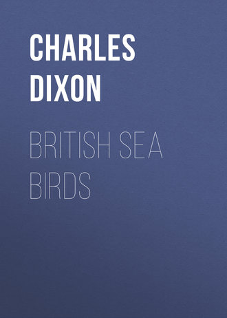 Charles Dixon. British Sea Birds