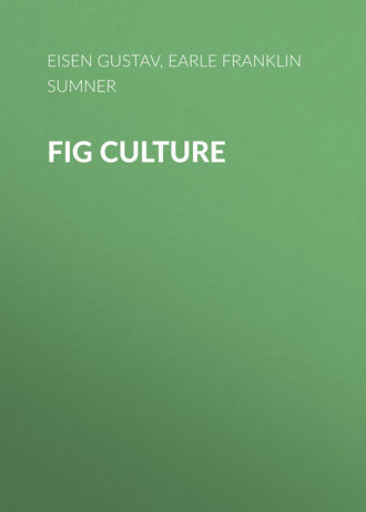 Earle Franklin Sumner. Fig Culture