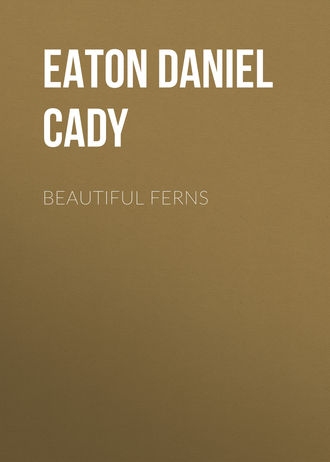 Eaton Daniel Cady. Beautiful Ferns
