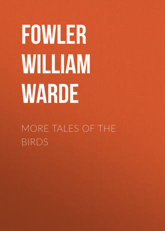 Fowler William Warde. More Tales of the Birds