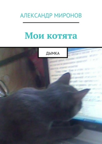Мои котята. Дымка. 