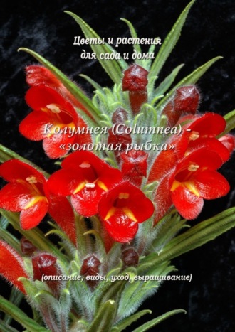 Колумнея (Columnea) – «золотая рыбка». Федор Кольцов