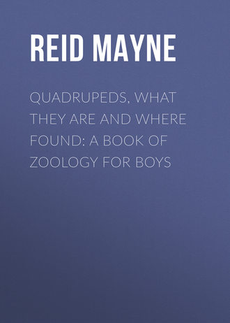 Майн Рид. Quadrupeds, What They Are and Where Found: A Book of Zoology for Boys