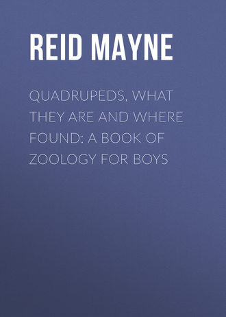 Майн Рид. Quadrupeds, What They Are and Where Found: A Book of Zoology for Boys