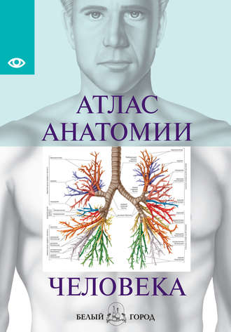 Группа авторов. Атлас анатомии человека. Все органы человеческого тела