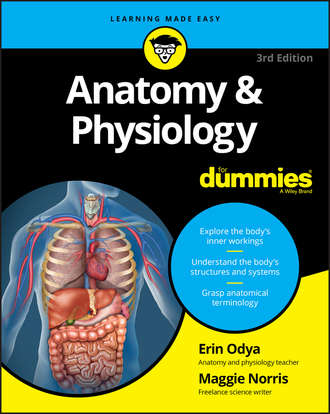 Erin  Odya. Anatomy and Physiology For Dummies