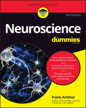 Frank  Amthor. Neuroscience For Dummies
