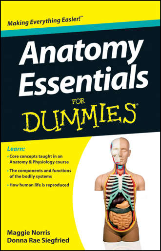 Maggie Norris A.. Anatomy Essentials For Dummies