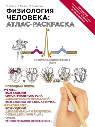 Физиология человека: атлас-раскраска. Уинн Кэпит