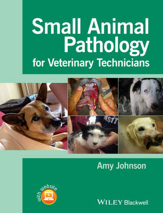 Small Animal Pathology for Veterinary Technicians. Amy  Johnson