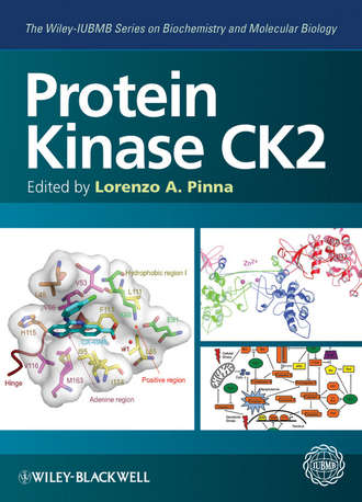 Lorenzo Pinna A.. Protein Kinase CK2