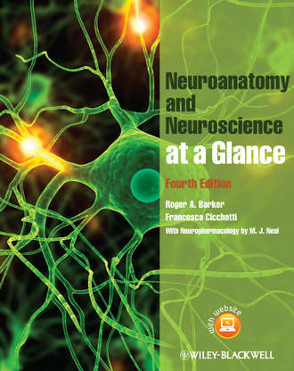 Barker Roger A.. Neuroanatomy and Neuroscience at a Glance