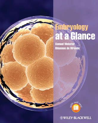 Wreede Rhiannon de. Embryology at a Glance