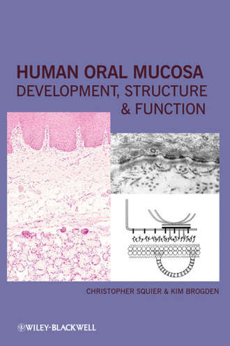 Brogden Kim. Human Oral Mucosa. Development, Structure and Function