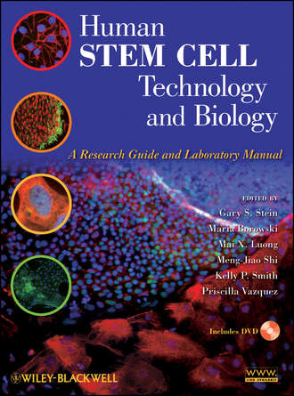 Группа авторов. Human Stem Cell Technology and Biology
