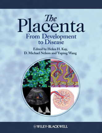Группа авторов. The Placenta