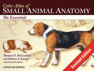 Color Atlas of Small Animal Anatomy. Thomas O. McCracken