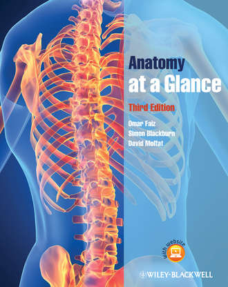 Anatomy at a Glance. Simon Blackburn