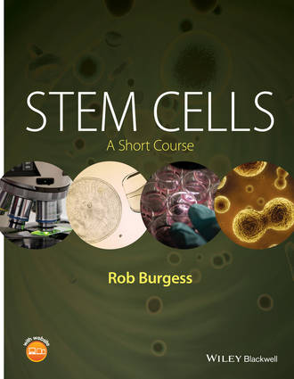 Rob Burgess. Stem Cells