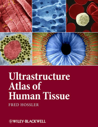 Fred Hossler. Ultrastructure Atlas of Human Tissues