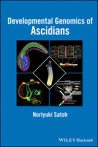 Noriyuki Satoh. Developmental Genomics of Ascidians