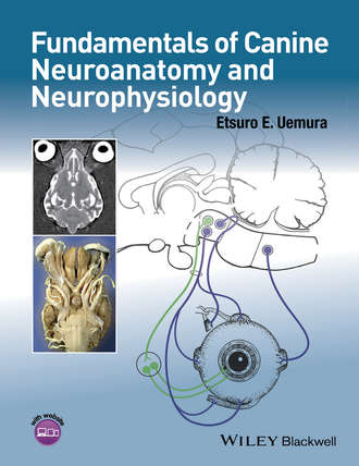 Etsuro E. Uemura. Fundamentals of Canine Neuroanatomy and Neurophysiology