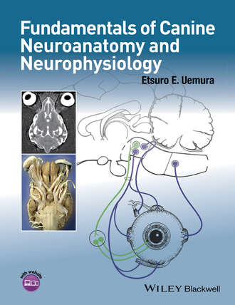 Fundamentals of Canine Neuroanatomy and Neurophysiology. Etsuro E. Uemura