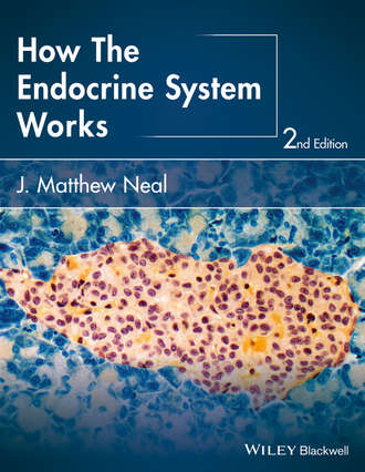 J. Matthew Neal. How the Endocrine System Works