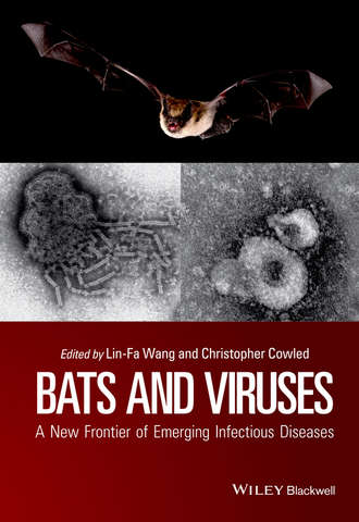 Группа авторов. Bats and Viruses