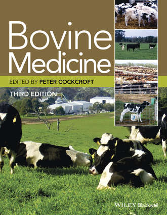 Группа авторов. Bovine Medicine