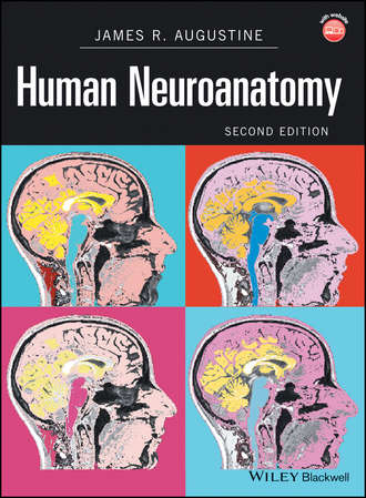 James R. Augustine. Human Neuroanatomy