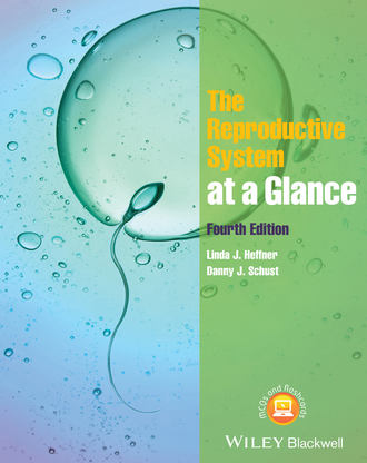 Linda J. Heffner. The Reproductive System at a Glance