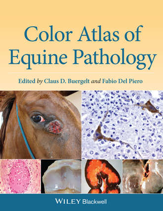 Группа авторов. Color Atlas of Equine Pathology
