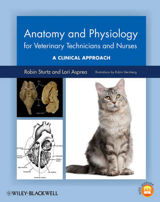 Robin Sturtz. Anatomy and Physiology for Veterinary Technicians and Nurses