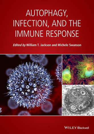 Группа авторов. Autophagy, Infection, and the Immune Response
