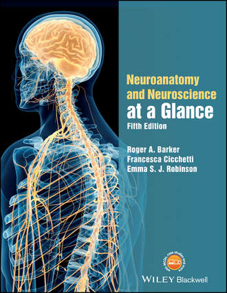 Roger A. Barker. Neuroanatomy and Neuroscience at a Glance