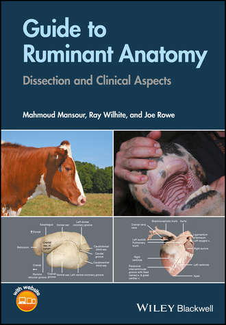 Mahmoud Mansour. Guide to Ruminant Anatomy