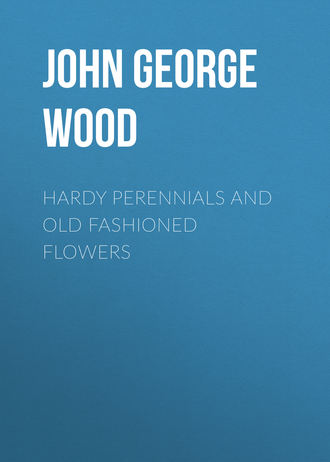 John George Wood. Hardy Perennials and Old Fashioned Flowers