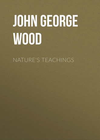 John George Wood. Nature's Teachings