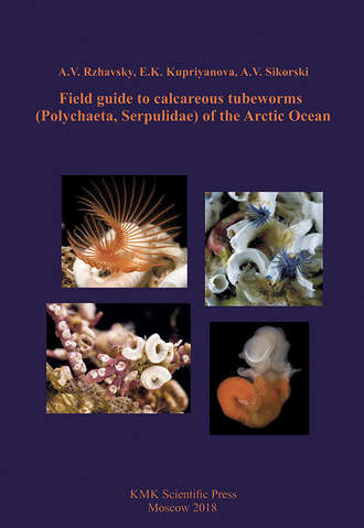A. V. Rzhavsky. Field guide to calcareous tubeworms (Polychaeta, Serpulidae) of the Arctic Ocean