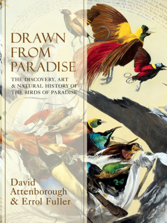 Errol  Fuller. Drawn From Paradise: The Discovery, Art and Natural History of the Birds of Paradise