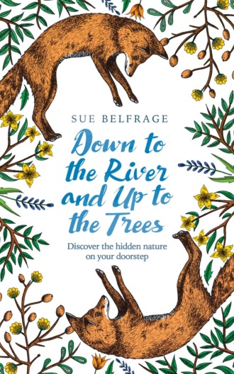 Sue  Belfrage. Down to the River and Up to the Trees: Discover the hidden nature on your doorstep