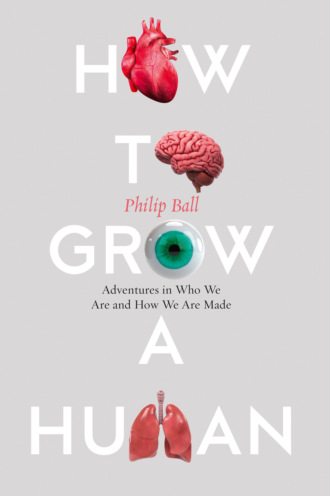 Филип Болл. How to Build a Human: Adventures in How We Are Made and Who We Are