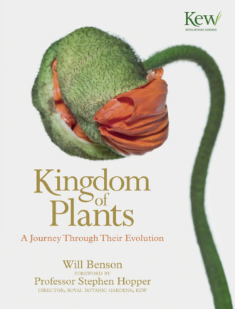 Will Benson. Kingdom of Plants: A Journey Through Their Evolution