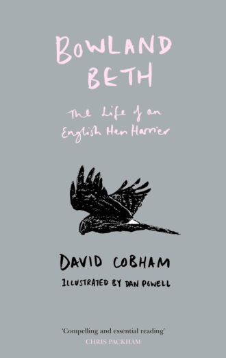 David  Cobham. Bowland Beth: The Life of an English Hen Harrier