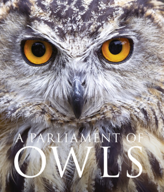 David  Tipling. A Parliament of Owls